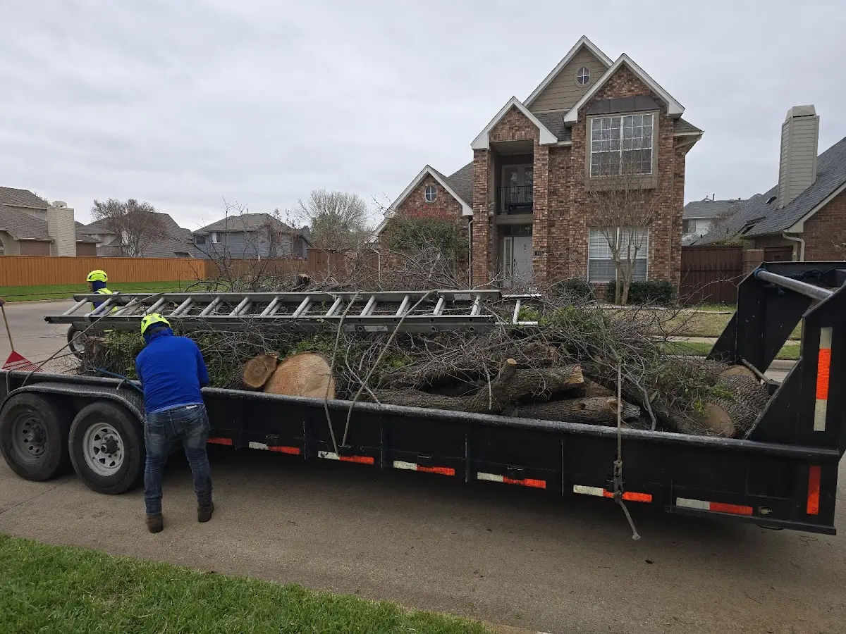 Expert Tree Removal with proper safety equipment in Cashion
